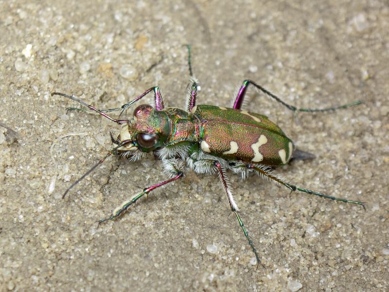 Cicindela soluta Dejean, 1822